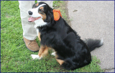 Gerry Fawcett’s “Charlie” sporting his Rosette
for 5th place in the Cross Breed class for the second
year running.